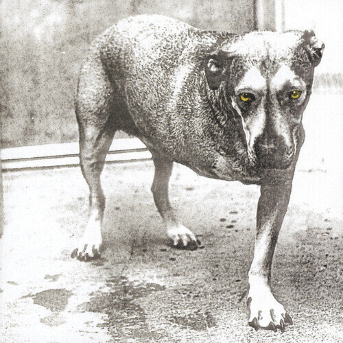 Alice in Chains - ALICE IN CHAINS (Neon Yellow, 2xLP)